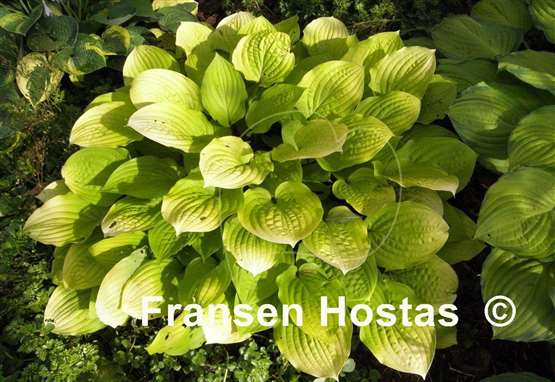 Hosta Golden FH Collection 2024